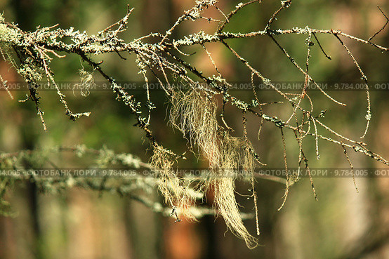 Лишайник Уснея бородатая или густобородая (лат. Usnea barbata, Usnea dasypoga) Стоковое фото, фотограф Елена Кутепова / Фотобанк Лори