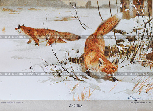 Лисица — цветная хромолитография из книги А. Брэма "Жизнь животных" (1896 год) Стоковая иллюстрация, иллюстратор Вера Смолянинова / Фотобанк Лори