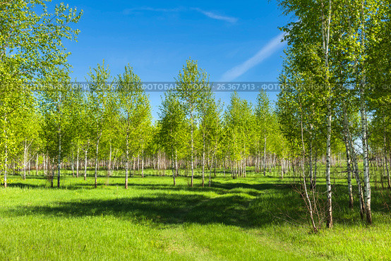 Листопадное дерево берёза (лат. Betula). Группа молодых берёз. Новосибирская область, Сибирь, Россия. Стоковое фото, фотограф Евгений Мухортов / Фотобанк Лори