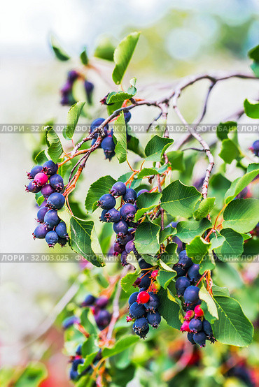 Листопадный кустарник - Ирга ольхолистная или Коринка (лат. Amelanchier alnifolia). Ветвь с плодами крупным планом. Стоковое фото, фотограф Евгений Мухортов / Фотобанк Лори