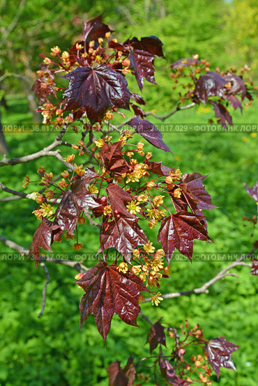 Листья и цветки клена остролистного, сорт Кримсон Кинг  (Acer  platanoides L., Crimson King) Стоковое фото, фотограф Ирина Борсученко / Фотобанк Лори