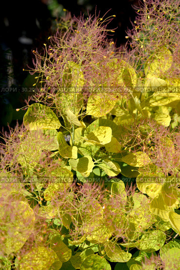 Листья с жилками скумпии кожевенной, сорт Голден Спирит (Cotinus coggygria Scop. Golden Spirit) Стоковое фото, фотограф Ирина Борсученко / Фотобанк Лори