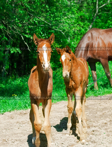 little  chestnut foals in movement. Стоковое фото, агентство Ingram Publishing / Фотобанк Лори
