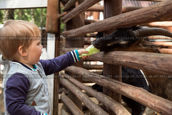 Little child toddler boy feeding goat cabbage on the farm. Стоковое фото, фотограф Юлия Бабкина / Фотобанк Лори
