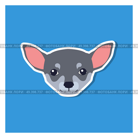 Little head of Chihuahua dog front view flat icon on blue background. Vector illustration of smallest breed of dogs. Chihuahua’s eyes are large, round in shape, very expressive, not bulging.. Little Head of Chihuahua Dog Front View Flat Icon. Стоковая иллюстрация, агентство Ingram Publishing / Фотобанк Лори