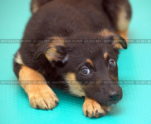 Little puppy mongrel with a guilty look. Стоковое фото, фотограф Анна Кривицкая / Фотобанк Лори
