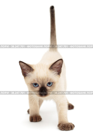 Little Siamese kitten goes. Стоковое фото, фотограф Okssi / Фотобанк Лори