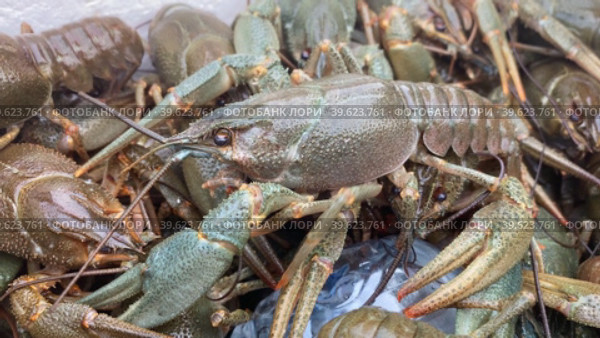 Live crayfish close-up in a styrofoam box. Стоковое видео, видеограф Виктория Кольцова / Фотобанк Лори