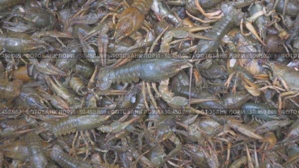 Live crayfish in a basket. A crayfish with claws crawls over a basket of crayfish. Стоковое видео, видеограф Александр Прошкин / Фотобанк Лори