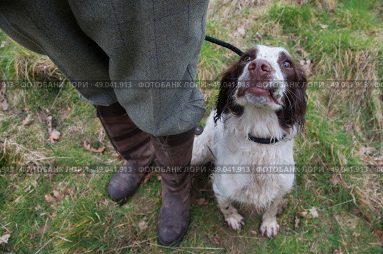 Liver and white springer spaniel at heel. Стоковое фото, агентство Ingram Publishing / Фотобанк Лори