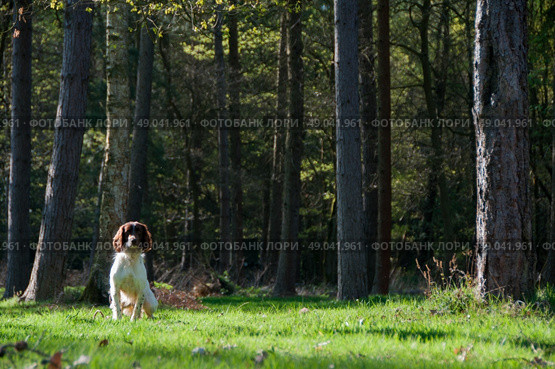 Liver and white springer spaniel in the woods. Стоковое фото, агентство Ingram Publishing / Фотобанк Лори