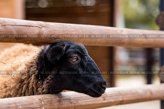 Livestock. A sheep in a pen. The concept of animal husbandry and rural life. A pet on a private eco-farm. Agricultural industry. Стоковое фото, фотограф Photojuli / Фотобанк Лори