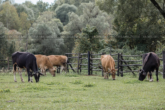 Livestock. Cows graze in a meadow. The concept of animal husbandry and rural life. Chipping of animals. A pet on an eco-farm. Agricultural industry. Стоковое фото, фотограф Photojuli / Фотобанк Лори
