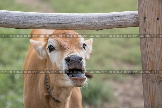 Livestock. Cows graze in a meadow. The concept of animal husbandry and rural life. Chipping of animals. A pet on an eco-farm. Agricultural industry. Стоковое фото, фотограф Photojuli / Фотобанк Лори