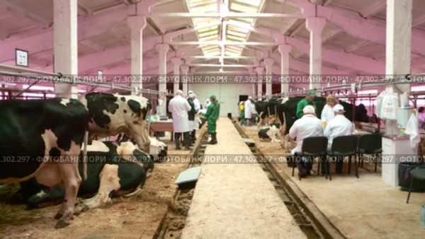 livestock fertilize the inseminator of cows. Стоковое видео, видеограф Алексей Сергеев / Фотобанк Лори