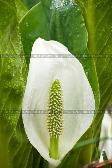 Лизихитон камчатский (Lysichiton camtschatcense (L.) Schott) Стоковое фото, фотограф Ирина Игумнова / Фотобанк Лори