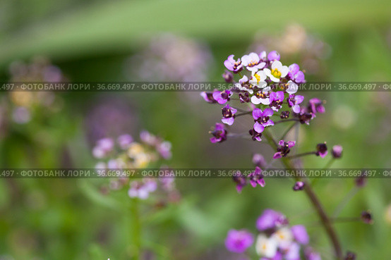 Lobularia maritima, variety Easter Bonnet. Flowers. Стоковое фото, фотограф EugeneSergeev / Фотобанк Лори