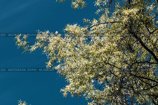 Лох серебристый (Elaeagnus commutata) – кустарник семейства Лоховые (Elaeagnaceae) в период цветения. Стоковое фото, фотограф Евгений Мухортов / Фотобанк Лори