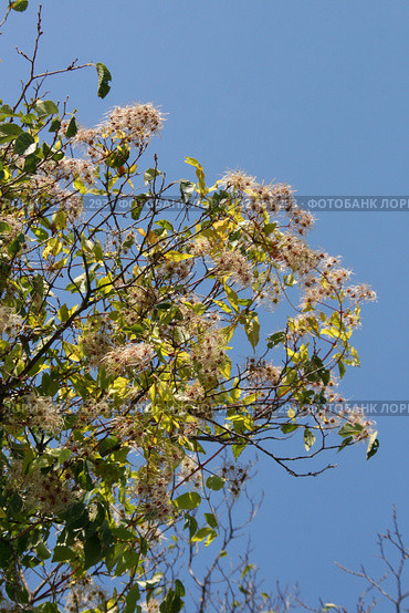 Ломонос виноградолистный (Clematis vitalba L.). Длинные побеги с плодами на ветвях дерева. Крым, Судакский район (2019 год). Стоковое фото, фотограф Щеголева Ольга / Фотобанк Лори