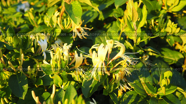 Lonicera japonica, Japanese honeysuckle and golden-and-silver honeysuckle, is a species of honeysuckle native to Asia. Ornamental plant used in traditional Chinese medicine. White yellow flowers. Стоковое фото, фотограф Юлия Петровская / Фотобанк Лори