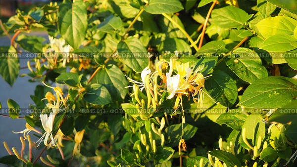Lonicera japonica, Japanese honeysuckle and golden-and-silver honeysuckle, is a species of honeysuckle native to Asia. Ornamental plant used in traditional Chinese medicine. White yellow flowers. Стоковое фото, фотограф Юлия Петровская / Фотобанк Лори