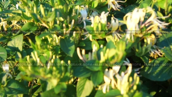 Lonicera japonica, Japanese honeysuckle and golden-and-silver honeysuckle, is a species of honeysuckle native to Asia. Ornamental plant used in traditional Chinese medicine. White yellow flowers. Стоковое видео, видеограф Юлия Петровская / Фотобанк Лори