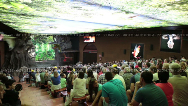 Лоро шоу с попугаями - визитная карточка зоопарка Лоро (Loro Park). Пуэрто де ла Круз (Puerto de la Cruz), Тенерифе, Канарские острова, Испания (2016 год). Редакционное видео, видеограф Кекяляйнен Андрей / Фотобанк Лори