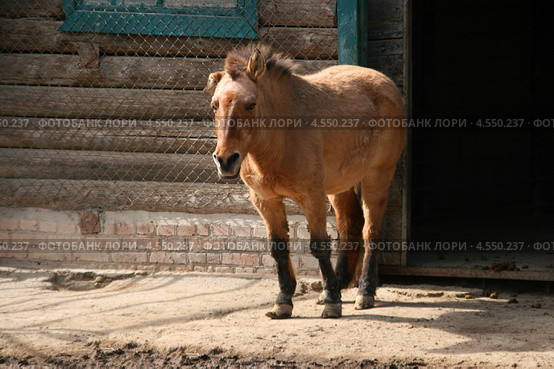 Лошадь Пржевальского (Equus ferus przewalskii) в зоопарке города Николаева, Украина. Стоковое фото, фотограф Щеголева Ольга / Фотобанк Лори