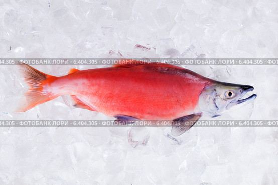 Лосось кокани (Oncorhynchus nerka) в нерестовой окраске. На колотом льду. Стоковое фото, фотограф Ирина Кожемякина / Фотобанк Лори