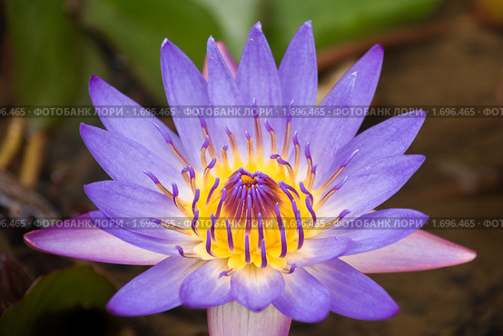 Лотос (Nelumbo nucifera) Стоковое фото, фотограф Ирина Игумнова / Фотобанк Лори