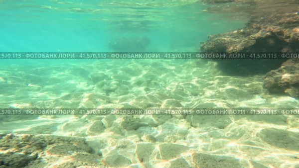Lots of small fish in the sea under water fish colony, Black sea wildlife scene. Massive school of sprat fish swims in the blue water in sun rays Backlighting. Стоковое видео, видеограф ILIA GOROKHOV / Фотобанк Лори