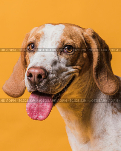lovely dog sticking out his tongue. High resolution photo. lovely dog sticking out his tongue. High quality photo. Стоковое фото, агентство Ingram Publishing / Фотобанк Лори