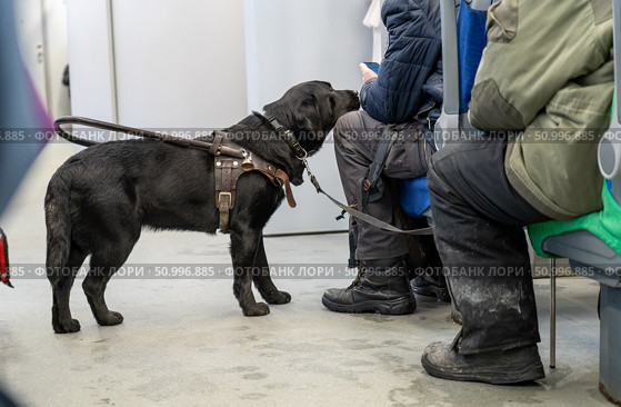 Loyal guide canine assists passenger on public transport. Стоковое фото, фотограф Данила Большаков / Фотобанк Лори