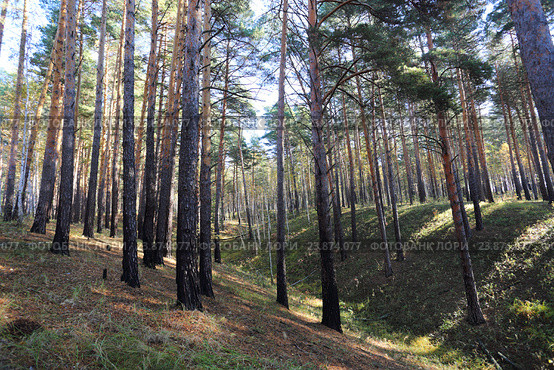Ложбина в бору. Стоковое фото, фотограф Анатолий Матвейчук / Фотобанк Лори