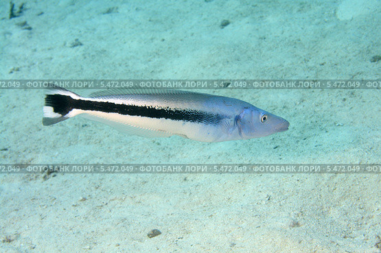 Ложная рыба-чистильщик (Aspidontus taeniatus). Красное море. Стоковое фото, фотограф Некрасов Андрей / Фотобанк Лори