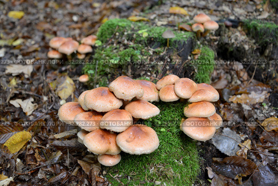 Ложноопёнок кирпично-красный (Hypholoma lateritium (Schaeff.) P.Kumm) растет на пне. Стоковое фото, фотограф Ирина Борсученко / Фотобанк Лори