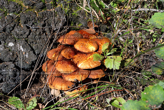 Ложные опята (лат. Hypholoma fasciculare) растут под старой березой в осеннем лесу. Стоковое фото, фотограф Наталья Сухорукова / Фотобанк Лори