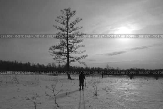 Люди в лесу на лыжах. Стоковое фото, фотограф Селигеев Андрей Иванович / Фотобанк Лори