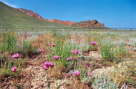 Лук индерский ( Allium inderiense) — многолетнее травянистое растение, вид рода Лук (Allium) семейства Луковые. Астраханская обл. Богдинско-Баскунчакский заповедник. Стоковое фото, фотограф Павел Просянов / Фотобанк Лори