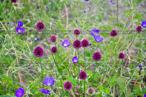 Лук круглоголовый (Allium sphaerocephalon) и герань луговая (Geranium pratense) Стоковое фото, фотограф Алёшина Оксана / Фотобанк Лори
