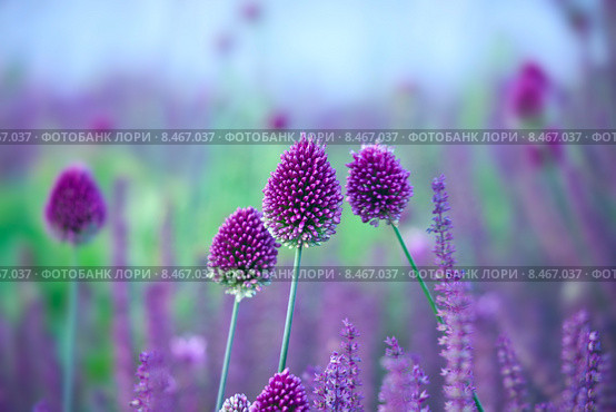 Лук круглоголовый - Allium sphaerocephalon на живописном фоне луга. Стоковое фото, фотограф Татьяна Белова / Фотобанк Лори