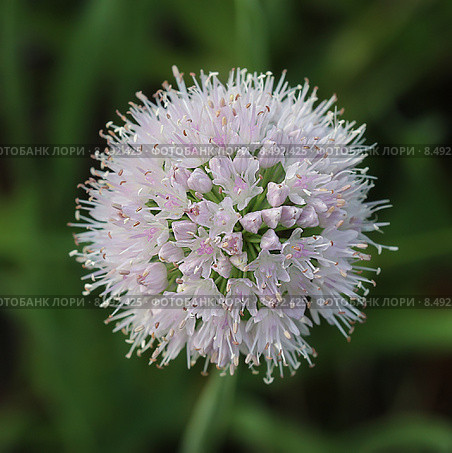 Лук-слизун или Лук поникающий ( Allium nutans) — многолетнее травянистое растение. Цветущая головка крупно. Стоковое фото, фотограф Евгений Мухортов / Фотобанк Лори