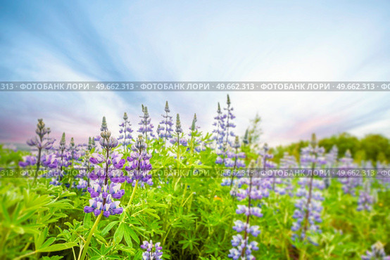 Lupin flowers on a meadow in the morning sun with beautiful purple colors. Стоковое фото, агентство Ingram Publishing / Фотобанк Лори