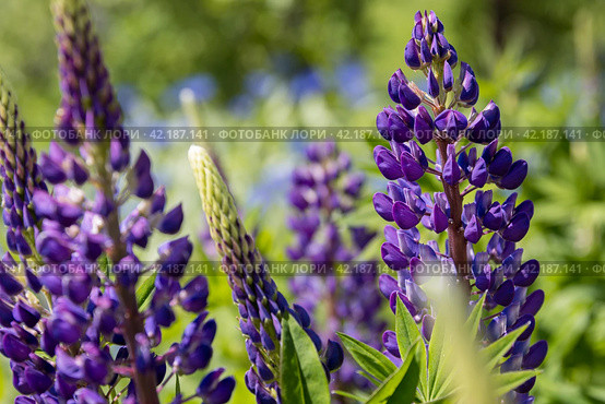 Люпин (Lupinus). Соцветия люпина крупным планом. Красивые фиолетовые полевые цветы. Малая глубина резкости и размытый фон. Стоковое фото, фотограф Андрей Степанов / Фотобанк Лори