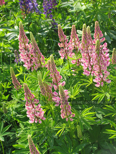 Люпины (lupinus) на лугу. Стоковое фото, фотограф Т. З. / Фотобанк Лори