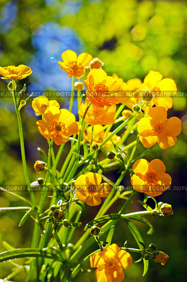Лютик едкий (Ranunculus acris) — травянистое растение, один из видов рода Лютик семейства Лютиковые (Ranunculaceae). Дикорастущие растения Сибири. Стоковое фото, фотограф Евгений Мухортов / Фотобанк Лори
