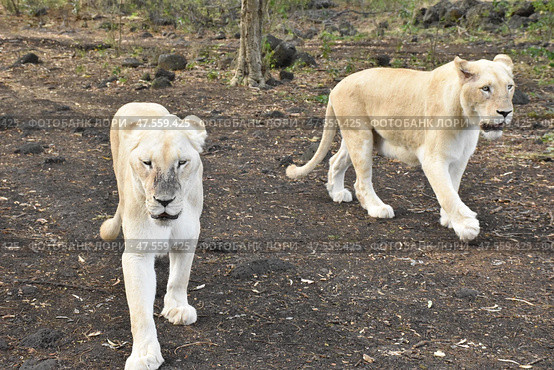 Львица - альбинос. Зоопарк Касела, Маврикий. Albino lioness. Casela Zoo, Mauritius. (2023 год). Стоковое фото, фотограф Антон Назаров / Фотобанк Лори