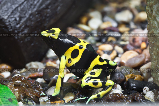 Лягушка древолаз (лат. Dendrobates) Стоковое фото, фотограф Алексей Попов / Фотобанк Лори