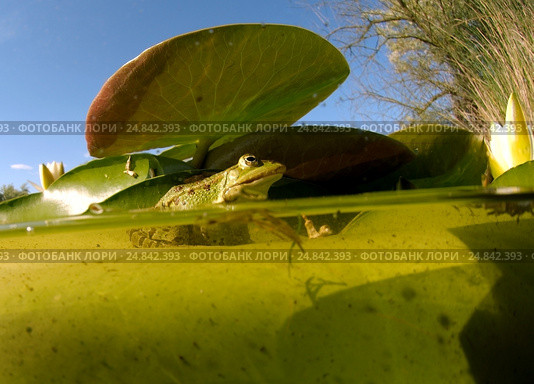 Лягушка (Rana temporaria) сидит на белой кувшинке (Nymphaea alba) в полводы. Стоковое фото, фотограф Некрасов Андрей / Фотобанк Лори