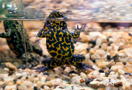 Лягушка желтобрюхая жерлянка     Oriental fire-bellied toad. Стоковое фото, фотограф Галина Савина / Фотобанк Лори